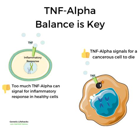 TNF Alpha: Causes of Inflammation and Your Genes