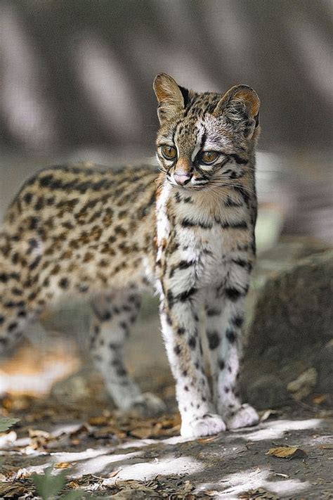 Oncilla Leopardus Tigrinus Also Known As The Little Spotted Cat