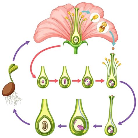 Flower Anatomy Poster | Best Flower Site