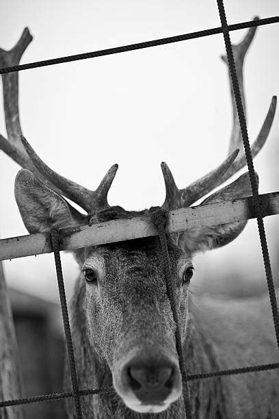 Trapped Deer Stock Photos Pictures And Royalty Free Images Istock