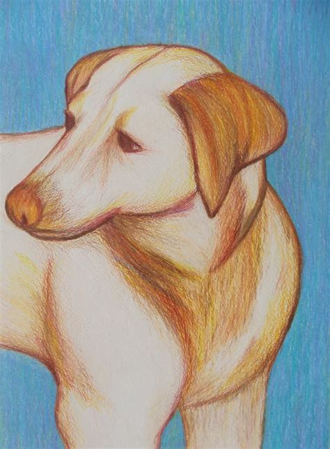 Tobie Drawing By Beth Akerman Fine Art America