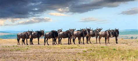 How To Plan A Day Trip To Arusha National Park Creative Travel Guide