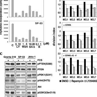 Inhibition Of The PI3 K Akt And MTOR P70 S6K Signaling Pathways Induces