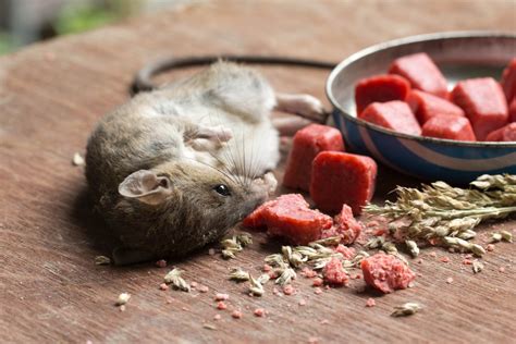 Poison Pour Souris Comment Choisir Le Plus Qualitatif En 2025