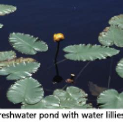 Freshwater Ecosystems | Howtosmile