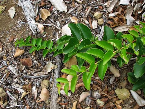 Punica protopunica | Socotran pomegranate Lythraceae (Looses… | Flickr