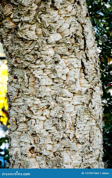 Cork Oak Tree stock photo. Image of natural, cork, europe - 121997360