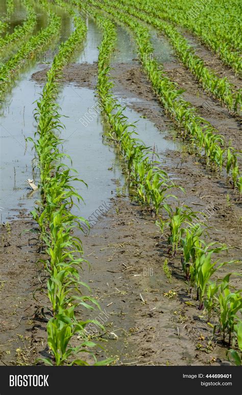 Flooded Corn Field Image And Photo Free Trial Bigstock