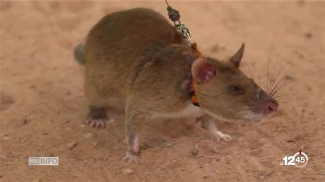 Des rats géants entraînés pour devenir experts en déminage rts ch