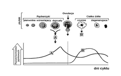 Cykl Menstruacyjny Przebieg I Regulacja Hormonalna Biologia Dla