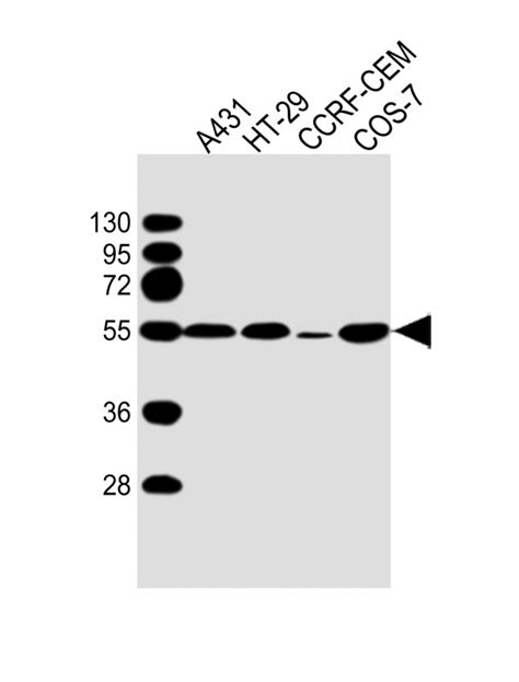 P53 Antibody Purified Mouse Monoclonal Antibody Mab WB E Buy Now