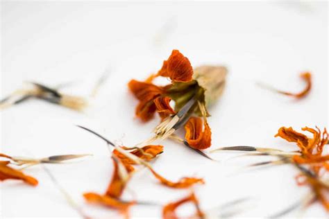 How To Save Marigold Seeds For Next Year Harvesting Tips Green