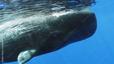 Female Sperm Whale Underwater In Ocean In Macro Mode Female Sperm