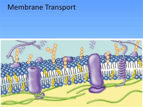 Ppt Membrane Transport Powerpoint Presentation Free Download Id3850410