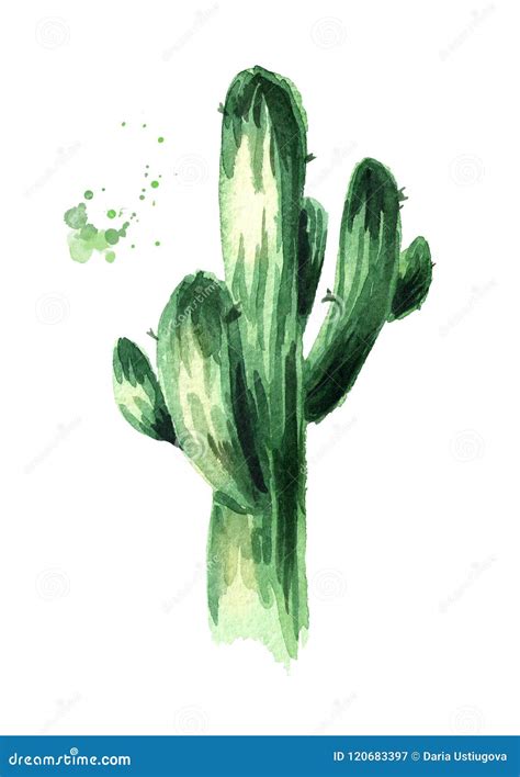 Grande Pianta Del Cactus Illustrazione Disegnata A Mano Dell Acquerello