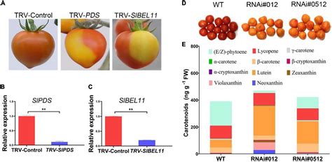 Frontiers Slbel Affects Tomato Carotenoid Accumulation By