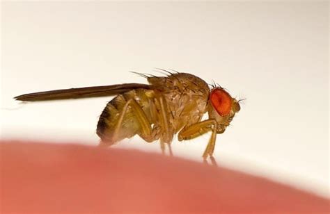 What Do Fruit Flies Look Like Pictures And Tips To Spot Them