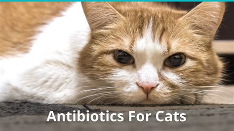 Antiobiotics For Cats | Can You Give Them, Are They Good, Side Effects?