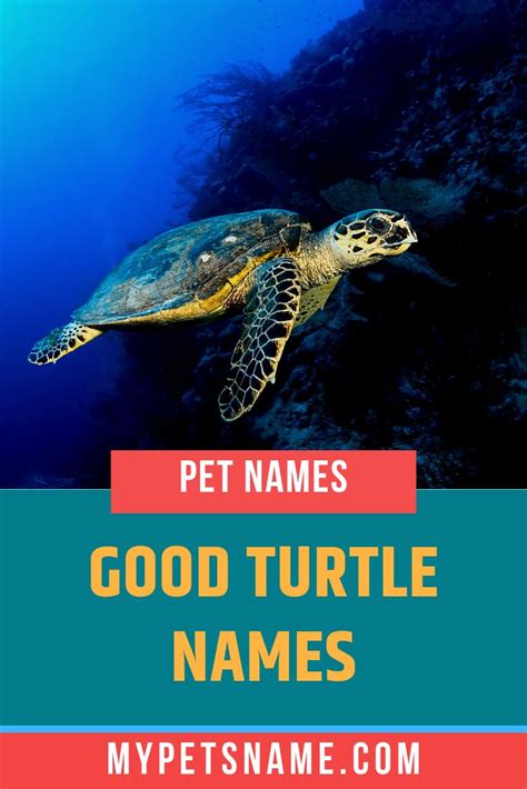 Good Turtle Names Turtle Names Turtle Pet Names