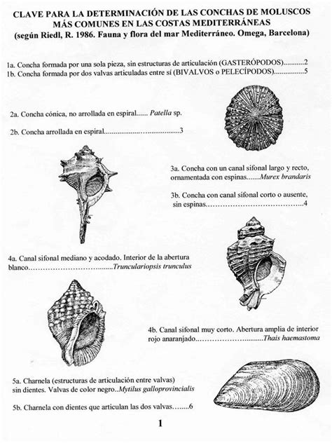 Clasificación de moluscos