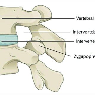 Intervertebral foramen | Download Scientific Diagram