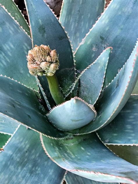 Flower on an Agave Plant stock photo. Image of spiny - 267854292