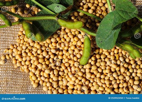 Ripe Soybean Seeds With Unripe Soybeans In The Pod Stock Photo Image