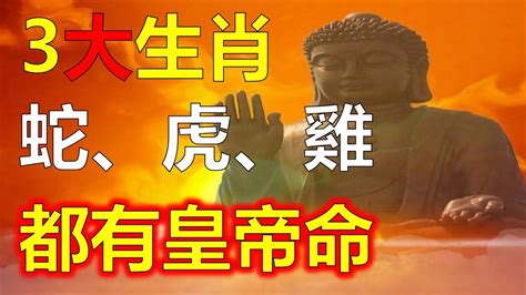 2024生肖運勢，十二生肖運勢分析，十二生肖3大生肖，屬虎、屬蛇、屬雞生肖的財運如何？這些生肖，都有皇帝命在2024年他們運勢超旺，12月3大生肖財氣旺，屬虎、屬狗、屬蛇財富狀況非常旺。往期