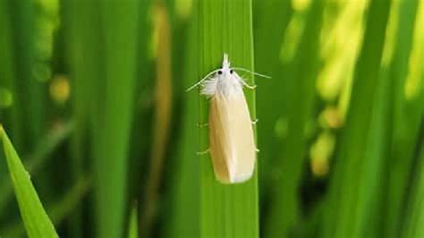 Stemborer Insects Syngenta Philippines