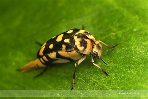 Tumbling Flower Beetle Hoshihananomia Sp Singapore Geographic