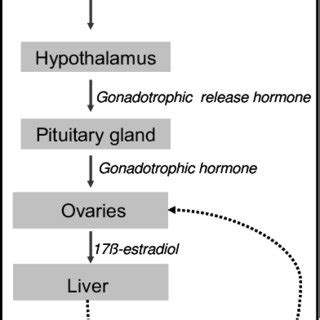 Natural vitellogenesis in fish. | Download Scientific Diagram