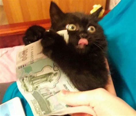 Create meme "cat with money, cash cat, a cat with money meme ...