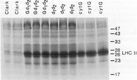 Electrophoretic Profiles Sds Page Of Thylakoid Proteins From Leaves