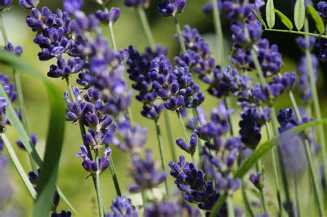 Lavandas Flores Campo De Lavanda Foto Gratis En Pixabay Pixabay