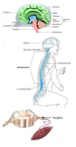 Physiologie Thema 4 Nerven Karteikarten Quizlet