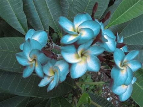 Blue Hawaii Plumerias Cutting With Rooted 7 12 Inches With Certifi