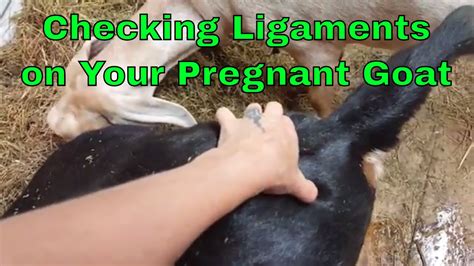 Signs Of Goat Labor Checking The Ligaments On Your Pregnant Goat