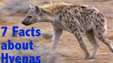 What Are Interesting Facts About Hyenas At Fred Rasmussen Blog