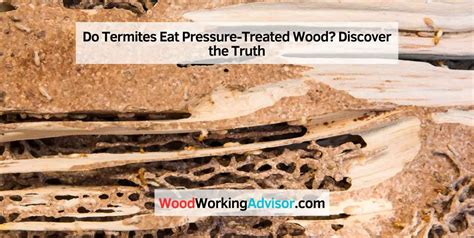 Do Termites Eat Pressure Treated Wood Discover The Truth Woodworking