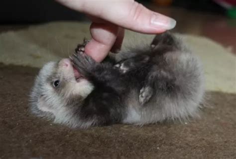 Baby Ferret Facts – The Modern Ferret