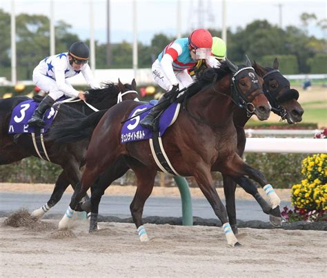 2022年のg1チャンピオンズc優勝のジュンライトボルトが引退、種牡馬入りへ 芝で4勝し5歳からダートで才能開花させた二刀流【競馬】：中日