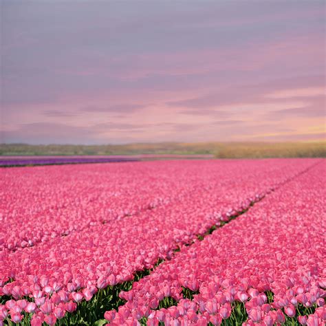 Pink Tulip Fields Photograph by Cora Niele