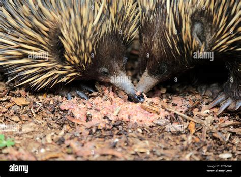 Short Beaked Echidna Adult Couple Feeding Portrait Mount Lofty South