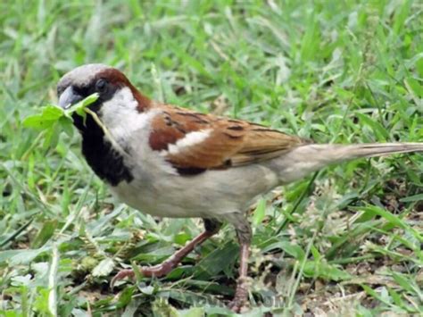 What Do Sparrows Eat A Complete Guide Of Feeding Sparrows