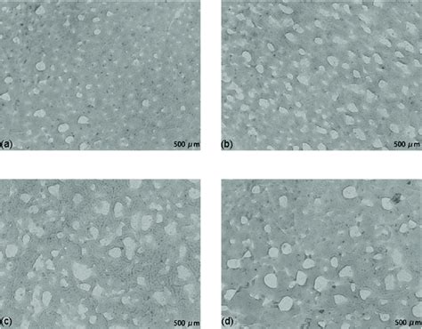 Tissue Of Shrimps Under Optimal Ultrasonic Freezing And Nonultrasonic