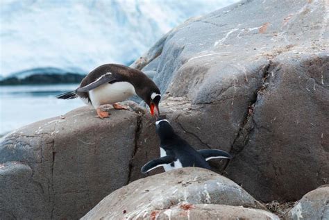 Premium Photo Gentoo Penguin Pygoscelis Papua Fed His Chick Antartica