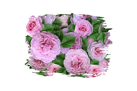 Flower Sublimation Clipart Png 21444385 Png