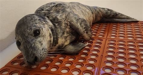 Stranded seal pup rescued from Point Pleasant Beach sidewalk | PhillyVoice