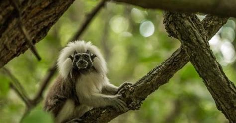 El Documental ‘colombia Magia Salvaje Ahora Está Disponible En Youtube