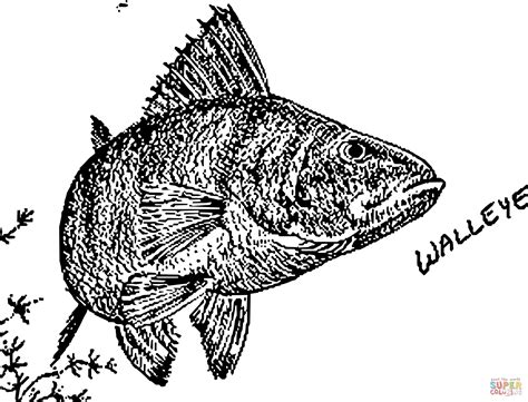 Vintage Walleye coloring page | Free Printable Coloring Pages